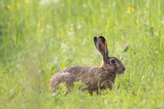European hare (Lepus europaeus) in tall grass, Stuttgart, Baden-Württemberg, Germany, Europe