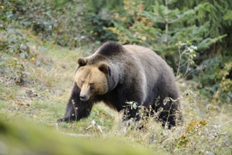 Eurasian brown bear (Ursus arctos arctos) in a forest, Bavarian Forest National Park