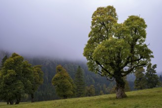 Maple trees, (Acer pseudoplataus), near the Wankerfleck, Ammergau Alps, Ostallgäu, Bavaria,