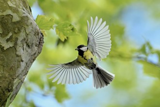 Great tit (Parus major), approaching the breeding den, Canton Zug, Switzerland, Europe