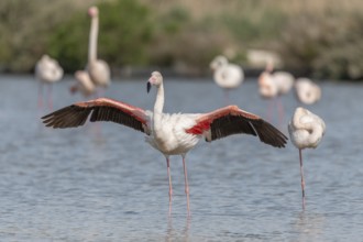 Flamingo (Phoenicopterus roseus) in a pond of a nature reserve. Saintes Maries de la Mer, Parc