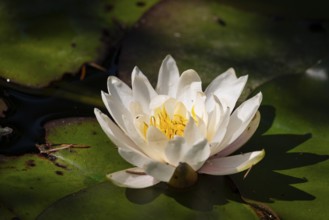 A European white water lily (Nymphaea) with a yellow centre lies on green leaves in a pond,