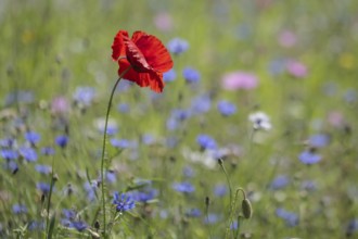 Flower meadow with poppy flower (Papaver rhoeas) and cornflowers (Centaurea cyanea), Emsland, Lower