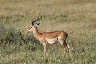 Impala (Aepyceros melampus), male adult, Serengeti National Park, Tanzania, Africa