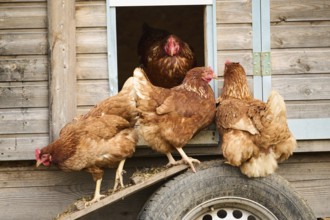 Group of brown chickens exiting a wooden coop, Chicken (Gallus domesticus), Austria, Europe