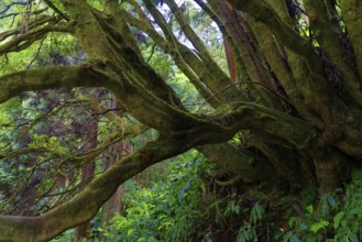 An old tree with thick, moss-covered branches, surrounded by dense greenery in the forest, Grena