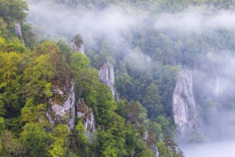Limestone cliff tops between mixed forest, fog, band rocks, Leibertingen, Upper Danube nature park