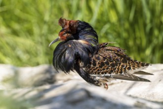 A bird with brown and black feathers stands on a stone in the meadow, ruff (Calidris pugnax, syn.: