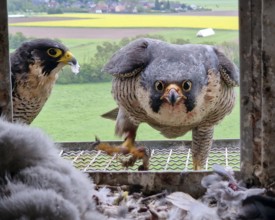 View into the nesting box of the peregrine falcons (Falco peregrinus), Germany, Europe