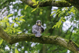 Peregrine falcon (Falco peregrinus), Germany, Europe