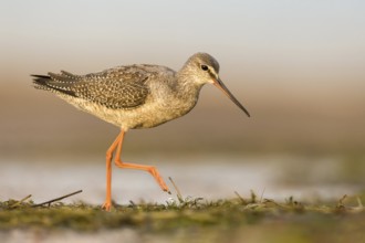 Spotted Redshank (Tringa erythropus) foraging, Poland, Europe