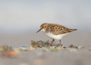 Little Stint (Calidris minuta) foraging, Bulgaria, Europe