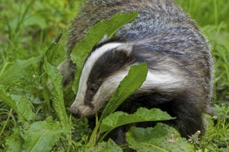 European badger (Meles meles) foraging in meadow, looking for earthworms, insects and amphibians at
