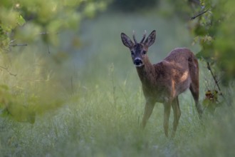 Roebuck in summer, leaf time, Wittlich, Rhineland-Palatinate, Germany, Europe