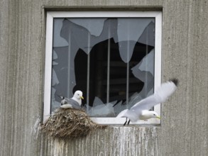 Black-legged kittiwake (Rissa tridactyla), breeding bird on nest, built on fishing harbour building