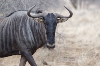 Blue wildebeest (Connochaetes taurinus), adult gnu walking, animal portrait, head close-up, Kruger