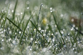Meadow in spring with dewdrops, Germany, Europe