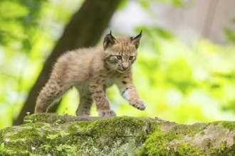 Eurasian lynx (Lynx lynx) cub (youngster) in a forest, Bavaria, Germany, Europe
