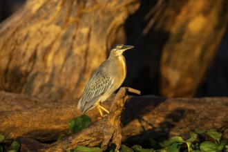 Mongrove Heron (Butorides striatus) Pantanal Brazil