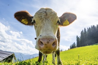Young curious calf (Bos primigenius taurus), cow on an alpine meadow, snout stretched towards the