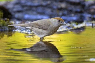 Blackcap (Sylvia atricapilla) wbl while bathing Germany