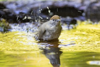 Blackcap (Sylvia atricapilla) wbl while bathing Germany