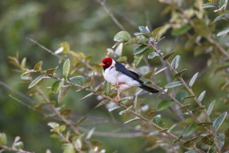 Mantled cardinal (Paroaria capitata) Pantanal Brazil
