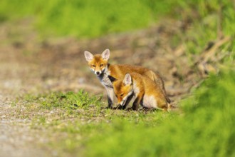 Fox (Vulpes vulpes) puppies Germany