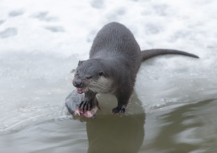 Otter (Lutra lutra) eating prey fish at a partly frozen pond, snow, Germany, Europe