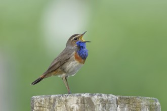 Bluethroat (Luscinia svecica cyanecula), male, singing on a pasture fence post, wildlife, Lembruch,