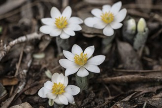 Canadian bloodroot (Sanguinaria canadensis), Emsland, Lower Saxony, Germany, Europe