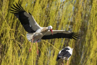 Two storks approaching nest, surrounded by green trees, White Stork (Ciconia ciconia), wildlife,