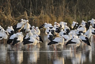White storks (Ciconia ciconia), large flock roosting in shallow water, Flachsee, Canton Aargau,