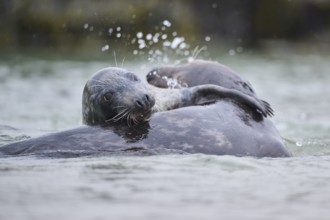 Grey seal (Halichoerus grypus) playing with each other in the water, sea, Düne, Helgoland,