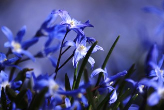 Scilla, March, Germany, Europe