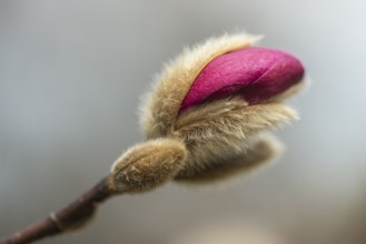 Star magnolia (Magnolia stellata Hybride), bud, Rhineland-Palatinate, Germany, Europe