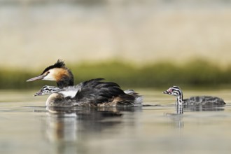 Great Crested Grebe (Podiceps scalloped ribbonfish), with chicks in plumage and swimming in Lake