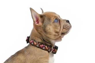 Side view of dog puppy modelling a pet collar in front of white studio background