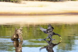Humboldt Cormorant (Phalacrocorax brasilianus) Pantanal Brazil