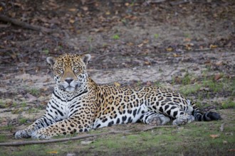 Jaguar (Panthera onca) Pantanal Brazil