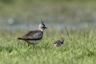 Lapwing (Vanellus vanellus) with young, Lower Saxony, Germany, Europe