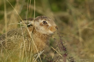 European brown hare (Lepus europaeus) juvenile leveret in grassland smelling a thistle leaf in