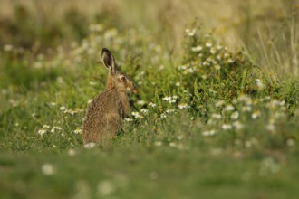 European brown hare (Lepus europaeus) juvenile leveret in grassland with wildflowers in summer,