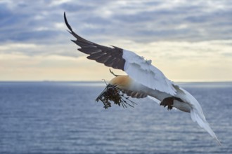 Northern gannet (Morus bassanus) flying over the sea with rivet material in the beak, landing