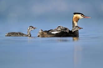 Great Crested Grebe (Podiceps Scalloped ribbonfish), with two chicks in plumage and one swimming in