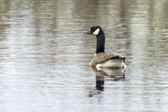 Canada goose (Branta canadensis), Vulkaneifel, Rhineland-Palatinate, Germany, Europe