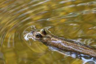 Largescale four-eyes (Anableps anableps), species of four-eyed fish native to fresh and brackish