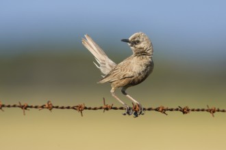 Brown Songlark (Megalurus cruralis) male perched on a barbed wire fence, Victoria, Australia,