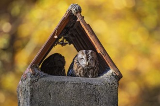 Tawny Owl (Strix aluco) pair resting in a chimney, Baden-Wuerttemberg, Germany, Europe