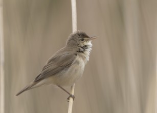 Eurasian Reed Warbler (Acrocephalus scirpaceus) singing in reedbed, Wales, United Kingdom, Europe